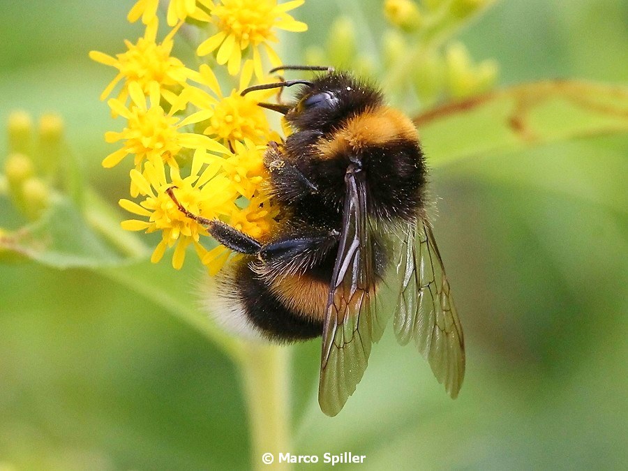 Bombus terrestris (cfr).